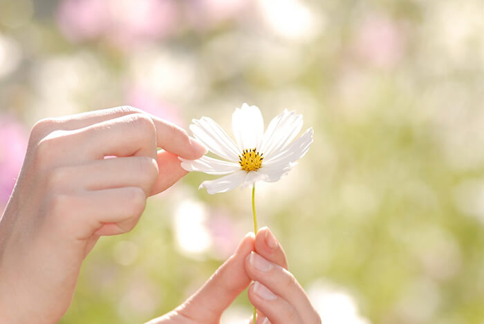 コスモスの花びらをつまむ指